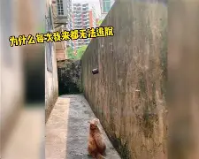 APP下载-休斯顿火箭之龙套也疯狂
